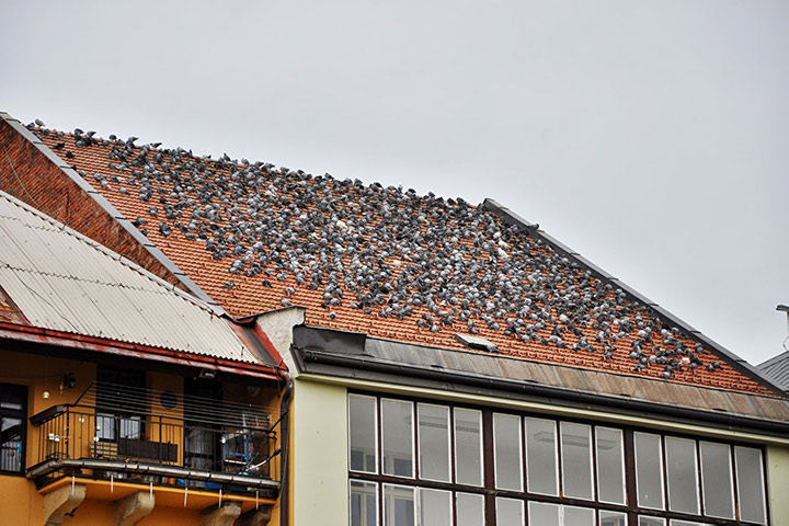 A2B Pest Control are able to install spikes to deter birds from roofs in Poplar. 