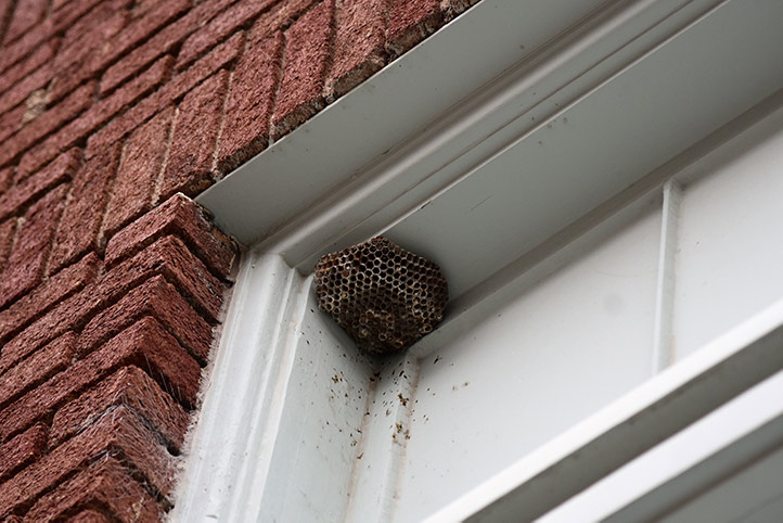 We provide a wasp nest removal service for domestic and commercial properties in Poplar.